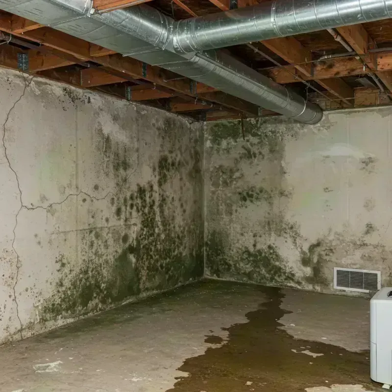 Professional Mold Removal in Morgan County, KY